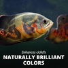 image:imageTetra Cichlid Floating Cichlid Sticks Fish Food 113 oz396 Pound Pack of 1