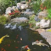 image:imageTetra Pond Koi Vibrance Soft Sticks Floating Pond Fish Food 242 lbs165 Pound Pack of 1