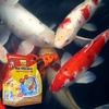 image:imageTetra Pond Koi Vibrance Soft Sticks Floating Pond Fish Food 242 lbs518 Pound Pack of 1
