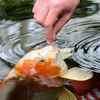 image:imageTetra Pond Variety Blend Pond Fish Food for Goldfish and Koi 132 Pounds Pack of 636 Ounce Pack of 6