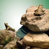 image:imageTetra ReptoFilter Large Filter Cartridges for Terrariums 3 CountMedium