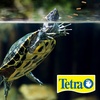 image:imageTetra ReptoMin Floating Food Sticks Food for Aquatic Turtles Newts and Frogs 37 oz194 Ounce Pack of 2