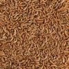 image:imageTetra ReptoMin SelectAFood for Aquatic Turtles amp Amphibians155 Ounce Pack of 1