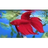image:imageTetra BettaSafe Water Conditioner for Betta Fish Tanks 169 ozGolds  Yellows
