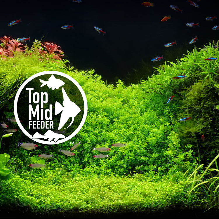 Tetra Aquatics | Build Your Healthy Aquarium,Expert Nutrition and Water Care for Beautiful Aquariums