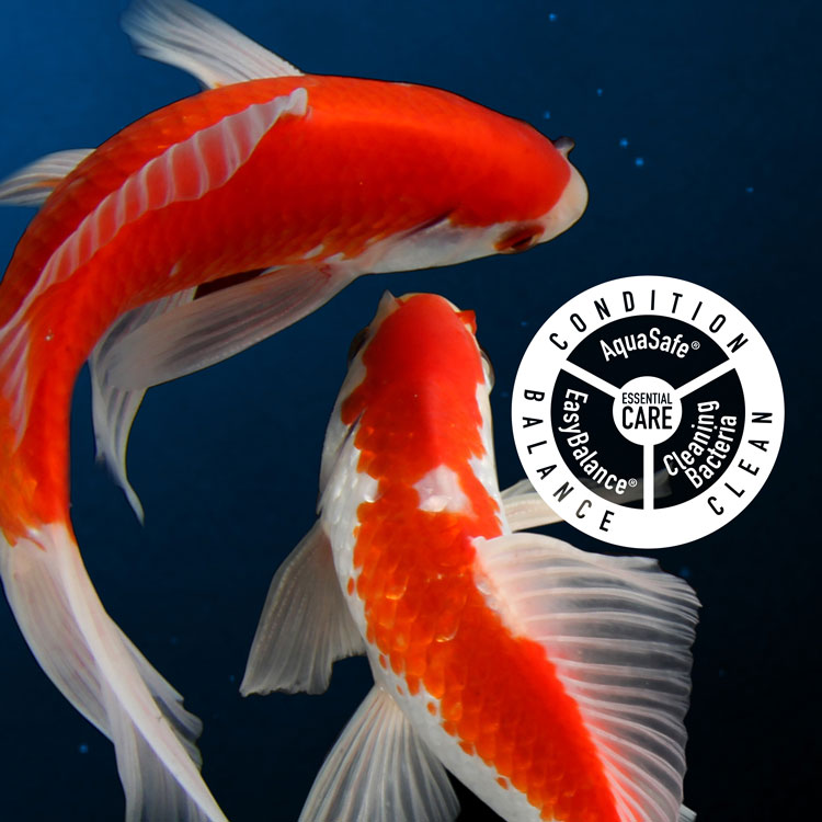 Tetra Aquatics | Build Your Healthy Aquarium,Expert Nutrition and Water Care for Beautiful Aquariums